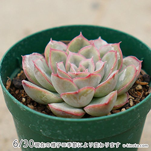 多肉植物　エケベリア　ヘラクレス 多肉植物ヘラクレスと夏の子株の注意点について - VINTAGE'S KEY